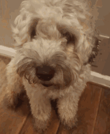 Dog Terrier GIF - Dog Terrier Cute GIFs