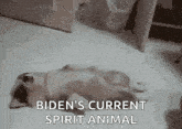 a dog is laying on its back on the floor in a room .