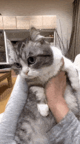 Komaru Cat GIF - Komaru Cat кот GIFs