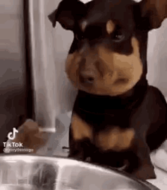 Animal Cartoon GIF - Animal Cartoon Dog - Discover & Share GIFs