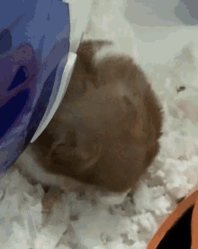 Hamster Tesla GIF - Hamster Tesla Teslathehamster GIFs