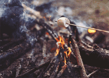 Marshmallow Roast GIF - Marshmallow Roast Campfire GIFs