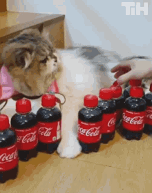 Mine Cat GIF - Mine Cat Coke GIFs