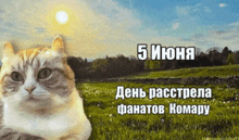 a cat is sitting in a grassy field with the date 5th of june on the bottom