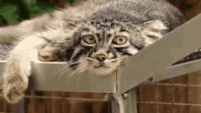 Manul Pallas Cat GIF - Manul Pallas Cat Stare GIFs