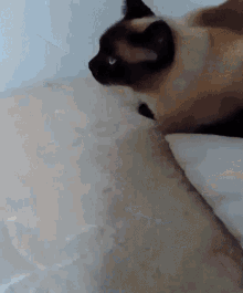 Siamese Cat Mittensbattle GIF - Siamese Cat Mittensbattle Post This Cat GIFs