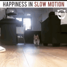 Dog Happiness In Slow Motion GIF - Dog Happiness In Slow Motion GIFs