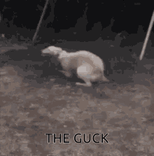 The Guck GIF - The Guck GIFs