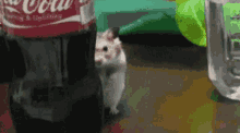 Evil Hamster GIF - Evil Hamster Hide GIFs