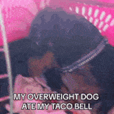 Overweight Dog GIF - Overweight Dog Taco Bell GIFs