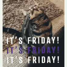 its friday cat pictures