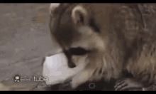 Cottoncandy Racoon GIF - Cottoncandy Racoon Funny GIFs