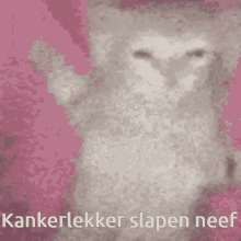 Kanker Slapen Kat GIF - Kanker Slapen Kat GIFs