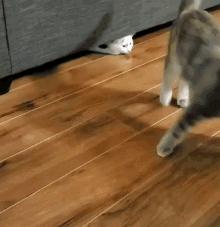 Cat Catapult GIF - Cat Catapult GIFs