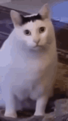 GIF