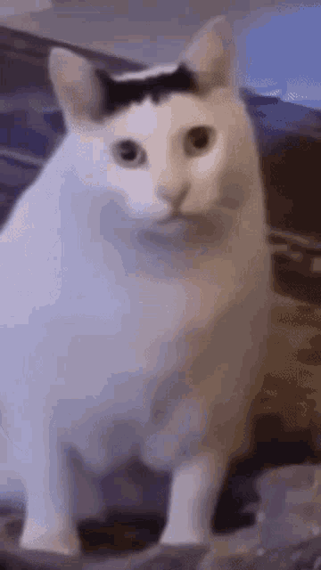 Beluga edit w/ hearts  Cute cat memes, Funny cat wallpaper, Cute memes