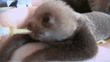 feed hungry drink baby sloth