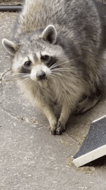 Raccoon Fat GIF - Raccoon Fat Funnyraccoon GIFs