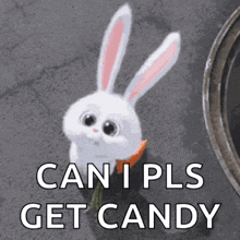 a picture of a rabbit with a carrot and the words can i pls get candy below it