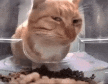Cat Gloomy Cat GIF - Cat Gloomy Cat Sigma GIFs