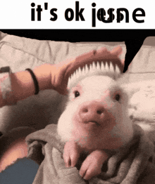 Its Ok June Pig GIF - Its Ok June Pig This Species Of Pig Secretes A Poison On Its Fur GIFs