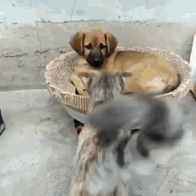 Cat And Dog Sleep GIF - Cat And Dog Sleep GIFs