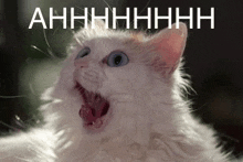 a white cat with blue eyes is yawning with its mouth open and looking at the camera .