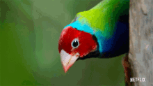 lovebird life in color with david attenborough looking around covering area anxious
