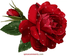 red red rose flowe flower for you happy