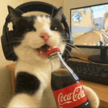 a cat wearing headphones is drinking from a coca cola bottle