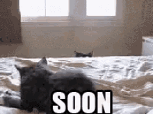 Soon Cat GIF - Soon Cat Peek GIFs