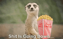 Meerkat Popcorn GIF - Meerkat Popcorn Shitisgoingdown GIFs