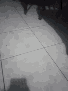 Basi34 Floor GIF - Basi34 Floor Shadow GIFs