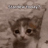 Kitten Cat Sad Kitten Cat Stardew Meme GIF - Kitten Cat Sad Kitten Cat Stardew Meme Stardew Meme GIFs