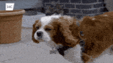 Puppy Cavalier GIF - Puppy Cavalier GIFs
