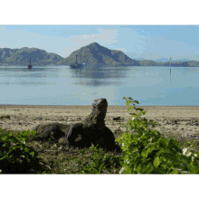 Cruise Ship Packages Best Komodo Shore Tour GIF - Cruise Ship Packages Best Komodo Shore Tour Beaches GIFs
