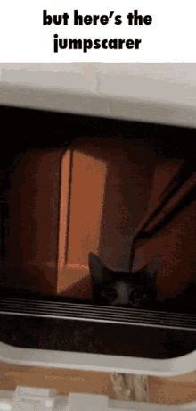 But Heres The Kicker Cat GIF - But Heres The Kicker Heres The Kicker But Heres GIFs