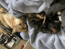 Cats And Can Be Friends GIF - Cats And Can Be Friends GIFs