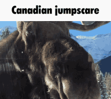 Canadian Canada GIF - Canadian Canada Moose GIFs