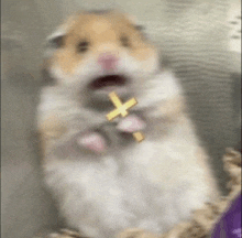 a blurry picture of a hamster holding a cross in its mouth .