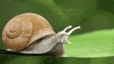 snail turbo