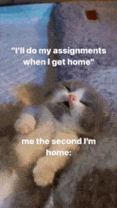 Procrastination Sleepy GIF - Procrastination Sleepy Cat GIFs