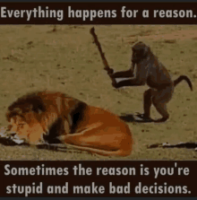 Stupid Actions Cause Bad Results GIF - Stupid Actions Cause Bad Results GIFs