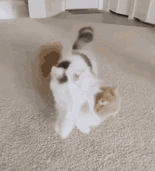Drax47 Cat GIF - Drax47 Cat Jumping GIFs