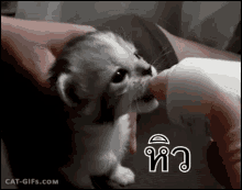 ลูกแมว หิว GIF - Cat Hungry Drinking Milk GIFs