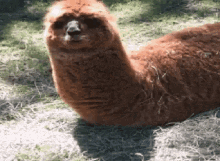 GIF