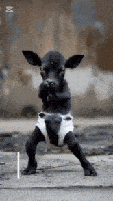 a baby cow wearing a diaper is standing on one leg
