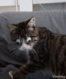 Cat Pet GIF - Cat Pet Kitty GIFs