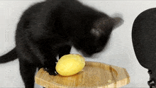Cat Eating Potato Kitty GIF - Cat Eating Potato Kitty Asmr GIFs