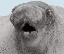 Walrus Wet GIF
